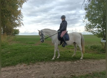 Koń półkrwi arabskiej (Arabian Partbred), Klacz, 10 lat, 148 cm, Siwa