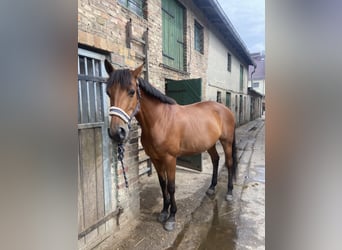 Koń półkrwi arabskiej (Arabian Partbred) Mix, Klacz, 12 lat, Gniada