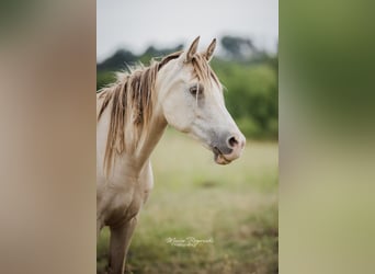 Koń półkrwi arabskiej (Arabian Partbred), Klacz, 13 lat, 148 cm, Szampańska