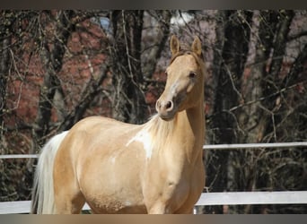 Koń półkrwi arabskiej (Arabian Partbred), Klacz, 13 lat, 153 cm, Szampańska