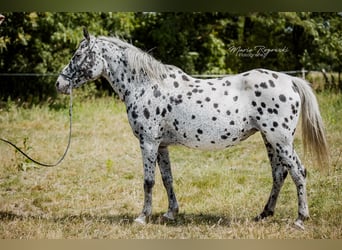 Koń półkrwi arabskiej (Arabian Partbred), Klacz, 14 lat, 150 cm, Tarantowata