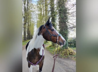 Koń półkrwi arabskiej (Arabian Partbred), Klacz, 16 lat, 156 cm, Srokata