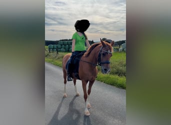 Koń półkrwi arabskiej (Arabian Partbred), Klacz, 19 lat, 140 cm, Kasztanowata