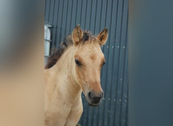 Koń półkrwi arabskiej (Arabian Partbred), Klacz, 1 Rok, 145 cm, Bułana