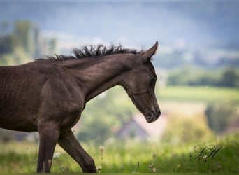 Koń półkrwi arabskiej (Arabian Partbred), Klacz, 1 Rok, 150 cm, Kara