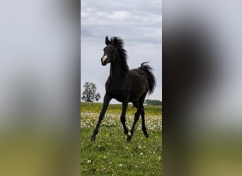 Koń półkrwi arabskiej (Arabian Partbred), Klacz, 1 Rok, 150 cm, Kara