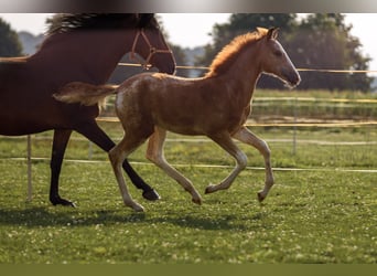 Koń półkrwi arabskiej (Arabian Partbred), Klacz, 1 Rok, 154 cm, Kasztanowatodereszowata