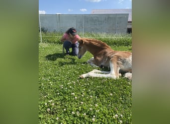 Koń półkrwi arabskiej (Arabian Partbred), Klacz, 1 Rok, 154 cm, Kasztanowatodereszowata