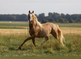 Koń półkrwi arabskiej (Arabian Partbred), Klacz, 1 Rok, 154 cm, Kasztanowatodereszowata