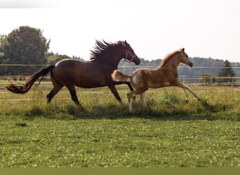 Koń półkrwi arabskiej (Arabian Partbred), Klacz, 1 Rok, 154 cm, Kasztanowatodereszowata