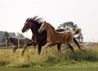 Koń półkrwi arabskiej (Arabian Partbred), Klacz, 1 Rok, 154 cm, Kasztanowatodereszowata