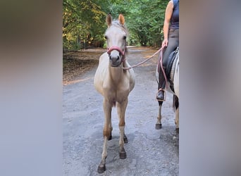 Koń półkrwi arabskiej (Arabian Partbred), Klacz, 1 Rok, 155 cm, Jelenia