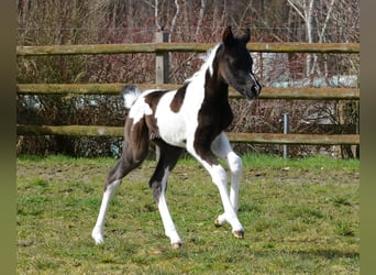 Koń półkrwi arabskiej (Arabian Partbred), Klacz, 1 Rok, 155 cm, Tobiano wszelkich maści