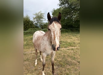 Koń półkrwi arabskiej (Arabian Partbred), Klacz, 2 lat, 150 cm, Tarantowata