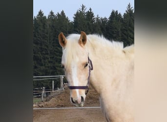 Koń półkrwi arabskiej (Arabian Partbred), Klacz, 3 lat, 150 cm, Izabelowata