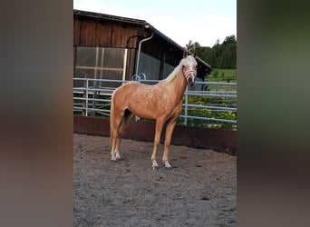 Koń półkrwi arabskiej (Arabian Partbred), Klacz, 3 lat, 155 cm, Izabelowata