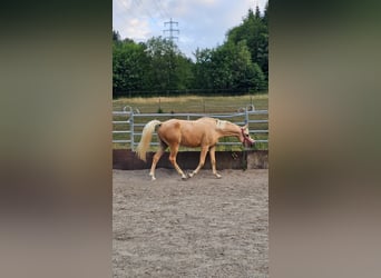 Koń półkrwi arabskiej (Arabian Partbred), Klacz, 3 lat, 155 cm, Izabelowata