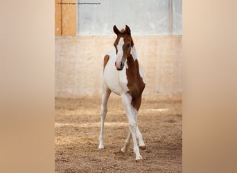 Koń półkrwi arabskiej (Arabian Partbred), Klacz, 3 lat, 160 cm, Srokata