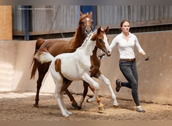 Koń półkrwi arabskiej (Arabian Partbred), Klacz, 3 lat, 160 cm, Srokata