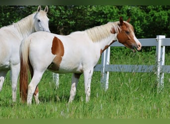 Koń półkrwi arabskiej (Arabian Partbred), Klacz, 3 lat, 160 cm, Srokata