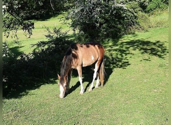 Koń półkrwi arabskiej (Arabian Partbred), Klacz, 4 lat, 143 cm, Gniada