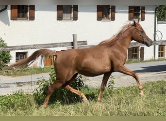 Koń półkrwi arabskiej (Arabian Partbred), Klacz, 4 lat, 155 cm, Kasztanowata