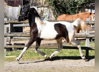 Koń półkrwi arabskiej (Arabian Partbred), Klacz, 4 lat, 158 cm, Tobiano wszelkich maści