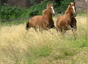 Koń półkrwi arabskiej (Arabian Partbred), Klacz, 5 lat, 150 cm, Kasztanowata