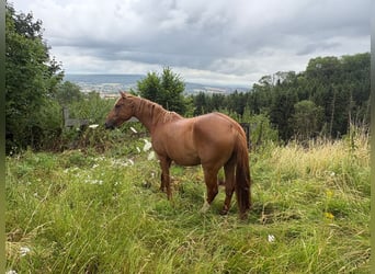 Koń półkrwi arabskiej (Arabian Partbred), Klacz, 5 lat, 150 cm, Kasztanowata