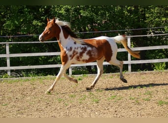 Koń półkrwi arabskiej (Arabian Partbred), Klacz, 5 lat, 150 cm, Tobiano wszelkich maści