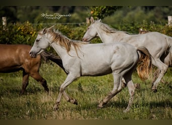 Koń półkrwi arabskiej (Arabian Partbred), Klacz, 5 lat, 151 cm, Szampańska