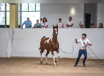 Koń półkrwi arabskiej (Arabian Partbred), Klacz, 5 lat, 155 cm, Tobiano wszelkich maści