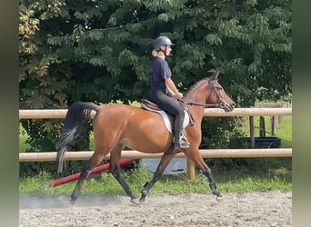 Koń półkrwi arabskiej (Arabian Partbred), Klacz, 6 lat, 150 cm, Gniada