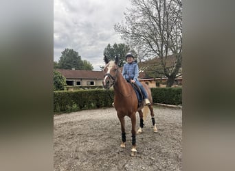 Koń półkrwi arabskiej (Arabian Partbred), Klacz, 7 lat, 162 cm, Ciemnokasztanowata