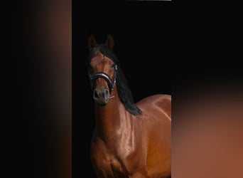 Koń półkrwi arabskiej (Arabian Partbred), Klacz, 8 lat, 158 cm, Gniada