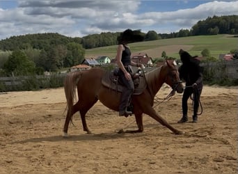 Koń półkrwi arabskiej (Arabian Partbred), Klacz, 8 lat, Kasztanowata