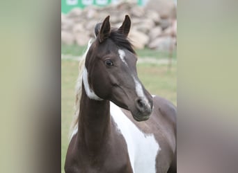 Koń półkrwi arabskiej (Arabian Partbred), Klacz, 9 lat, 153 cm, Srokata