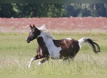 Koń półkrwi arabskiej (Arabian Partbred), Klacz, 9 lat, 153 cm, Srokata