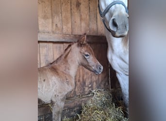 Koń półkrwi arabskiej (Arabian Partbred), Klacz, Źrebak (04/2026), 150 cm, Może być siwy