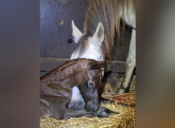 Koń półkrwi arabskiej (Arabian Partbred), Klacz, Źrebak (04/2026), 150 cm, Może być siwy