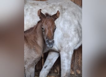Koń półkrwi arabskiej (Arabian Partbred), Klacz, Źrebak (04/2026), 150 cm, Może być siwy