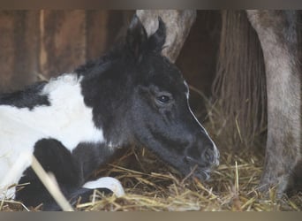 Koń półkrwi arabskiej (Arabian Partbred), Klacz, Źrebak (03/2026), 152 cm, Tobiano wszelkich maści
