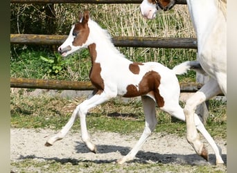 Koń półkrwi arabskiej (Arabian Partbred), Klacz, Źrebak (02/2025), 153 cm, Tobiano wszelkich maści