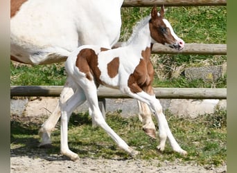 Koń półkrwi arabskiej (Arabian Partbred), Klacz, Źrebak (02/2025), 153 cm, Tobiano wszelkich maści