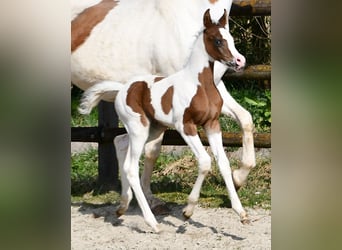 Koń półkrwi arabskiej (Arabian Partbred), Klacz, Źrebak (02/2025), 153 cm, Tobiano wszelkich maści