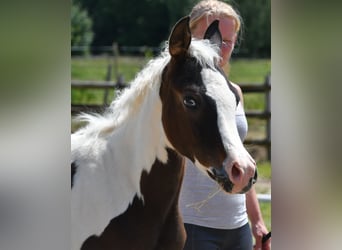 Koń półkrwi arabskiej (Arabian Partbred), Klacz, Źrebak (02/2025), 153 cm, Tobiano wszelkich maści