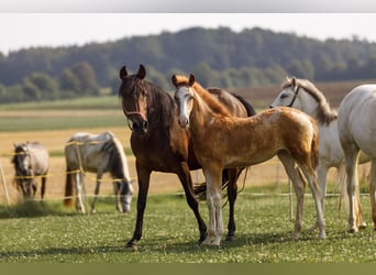 Koń półkrwi arabskiej (Arabian Partbred), Klacz, Źrebak (05/2025), 154 cm, Kasztanowatodereszowata