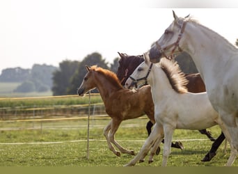 Koń półkrwi arabskiej (Arabian Partbred), Klacz, Źrebak (05/2025), 154 cm, Kasztanowatodereszowata