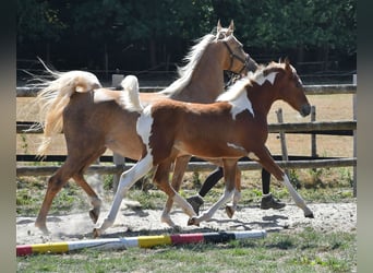 Koń półkrwi arabskiej (Arabian Partbred), Klacz, Źrebak (04/2026), 154 cm, Tobiano wszelkich maści