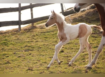 Koń półkrwi arabskiej (Arabian Partbred), Klacz, Źrebak (02/2026), 154 cm, Tovero wszelkich maści